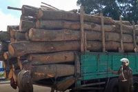 දැව පටවාගත් ලොරි දෙකක් පොලිස් භාරයට