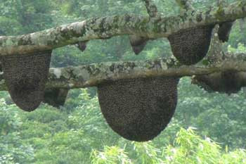 බඹර ප්‍රහාරයකින් පුද්ගලයෙකු ජීවිතක්ෂයට