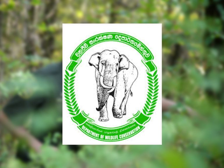 'වනජීවී නිලධාරීන් 8000ක් ඕනෑ රටේ ඉන්නේ 800යි'
