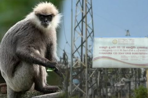 වඳුරෙක් නිසා සිදු වූ විදුලි බිඳවැටීම ගැන PUCSL ප්‍රසිද්ධ විභාගයක්